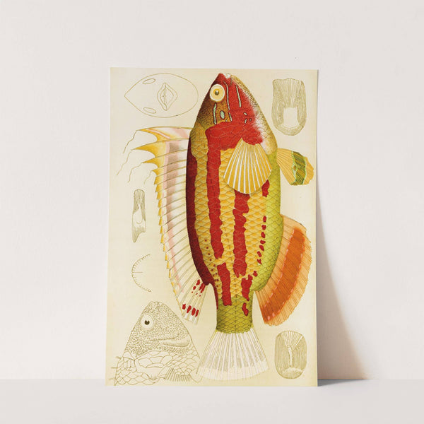 Fishes III by Frederick McCoy