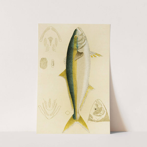 Fishes IV by Frederick McCoy