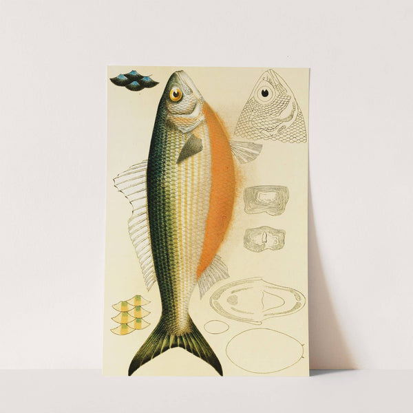 Fishes IX by Frederick McCoy