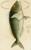 Fishes V