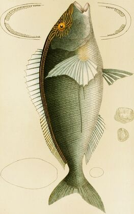 Fishes V