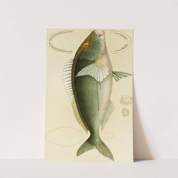 Fishes V by Frederick McCoy