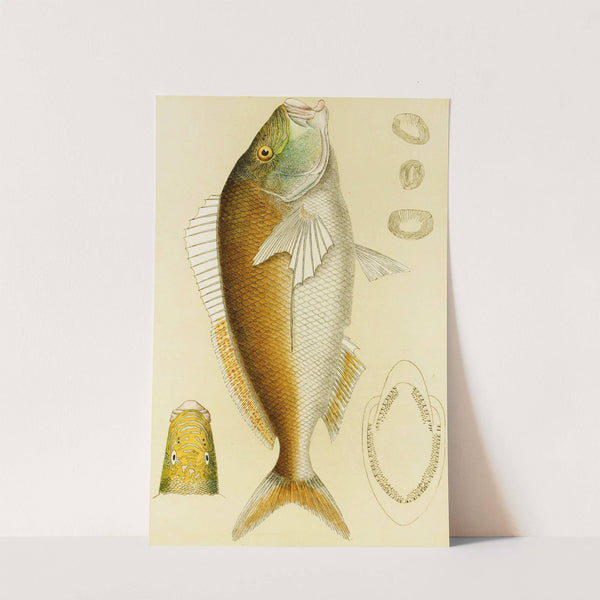 Fishes VI by Frederick McCoy