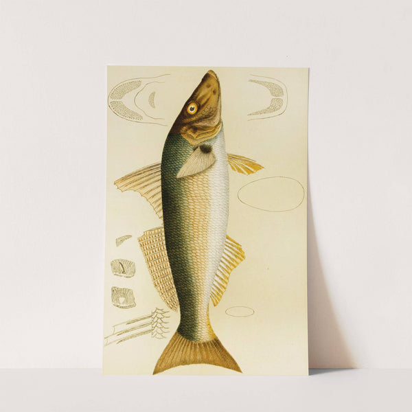 Fishes VII by Frederick McCoy