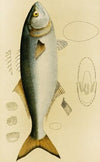 Fishes VIII