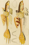 Fishes X