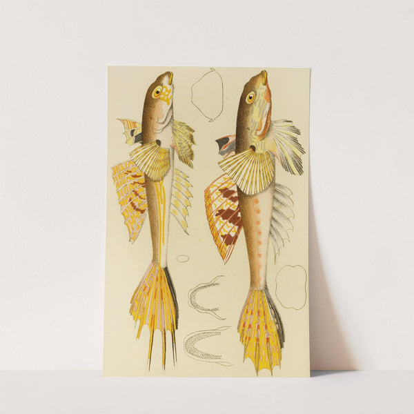 Fishes X by Frederick McCoy