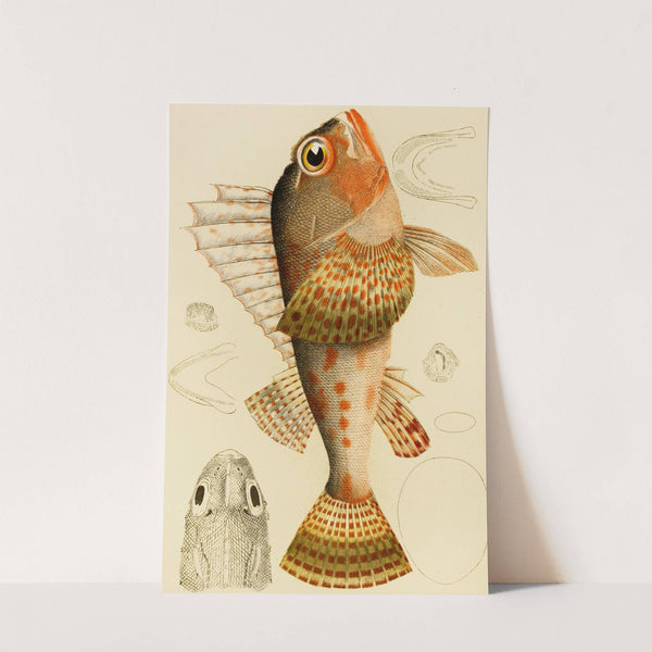 Fishes XI by Frederick McCoy