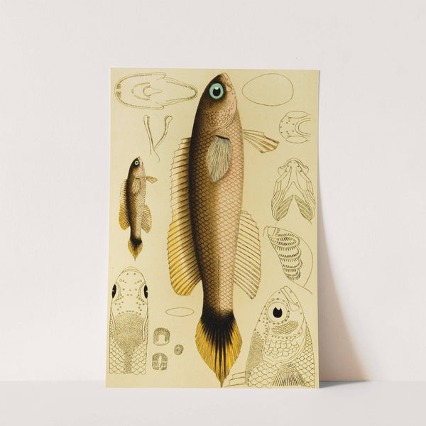 Fishes XII by Frederick McCoy