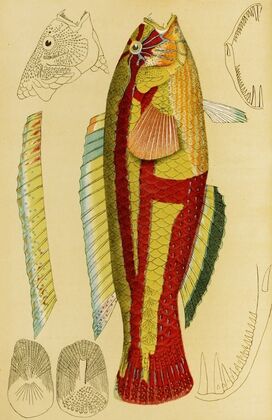 Fishes XIII