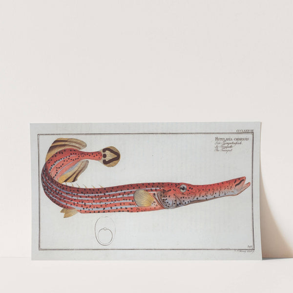 Fistularia chinensis, The Trumpet. (1785-1797) by Marcus Elieser Bloch