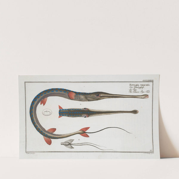 Fistularia tabacaria, The Tobacco-Pipe-Fish. (1785-1797) by Marcus Elieser Bloch