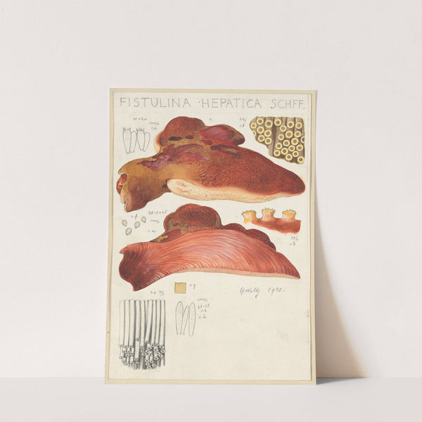 Fistulina hepatica (1915-1945) by Hans Walty