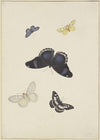 Five butterflies