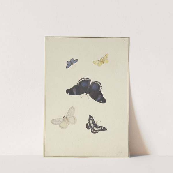 Five butterflies by Pieter Withoos