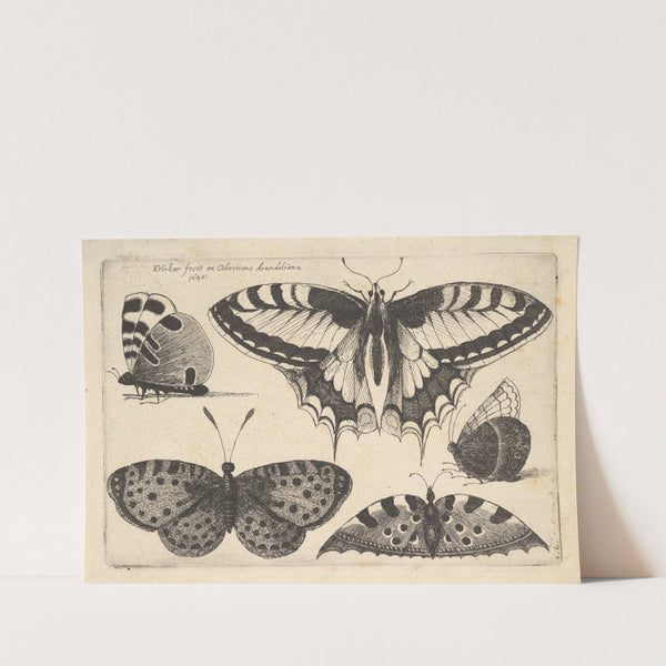 Five Butterflies (1646) by Wenceslaus Hollar