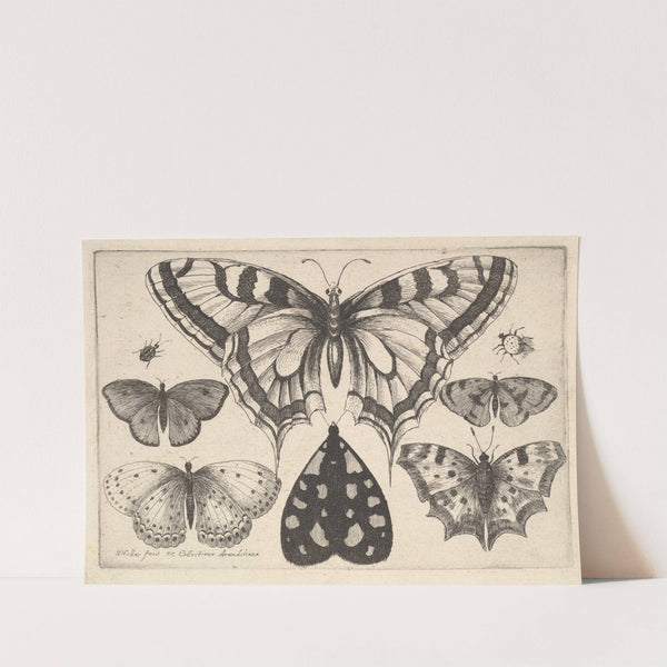 Five Butterflies, a Moth and Two Beetles (1646) by Wenceslaus Hollar