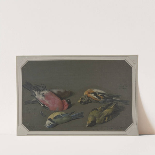 Five dead birds by Philipp Ferdinand de Hamilton