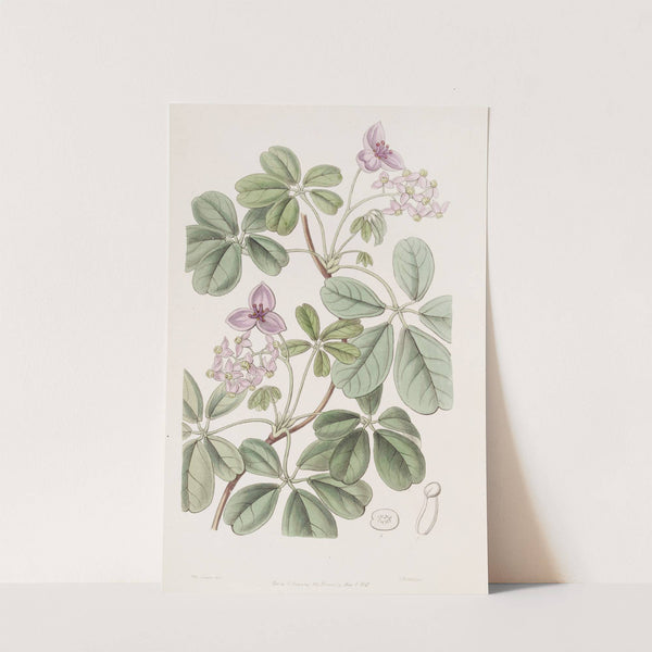 Five-leaved Akebia by Sydenham Edwards