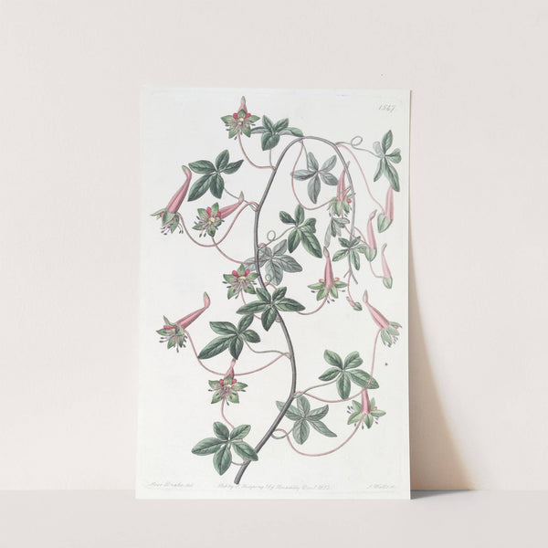 Five-leaved Tropaeolum by Sydenham Edwards