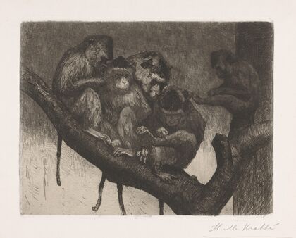 Five monkeys in a tree
