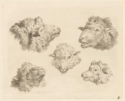 Five sheep heads (1793)