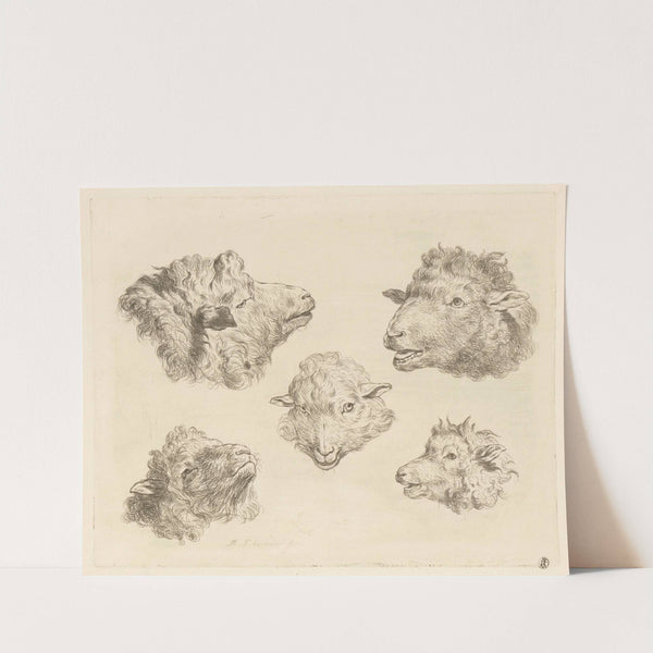 Five sheep heads (1793) by Martin Ferdinand Quadal