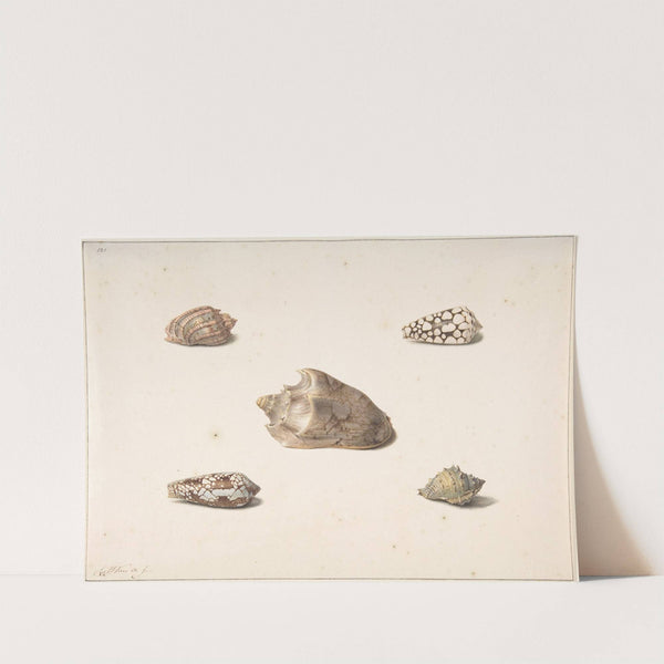 Five Shells by Georgius Jacobus Johannes van Os