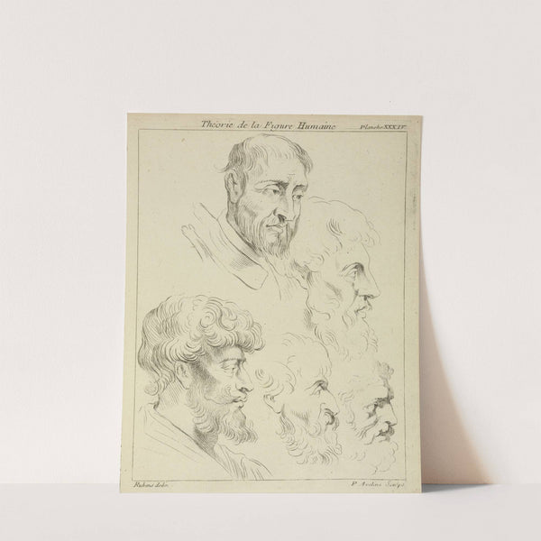Five studies of men's heads, four in profile by Peter Paul Rubens