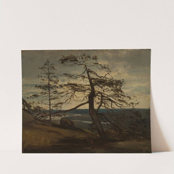 Fjellfuru, Setesdal by Amaldus Nielsen