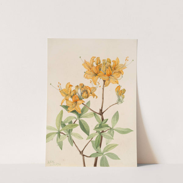Flame Azalea (Azalea lutea) (1921) by Mary Vaux Walcott
