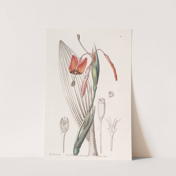Flame-coloured Stiff-stalk by Sydenham Edwards
