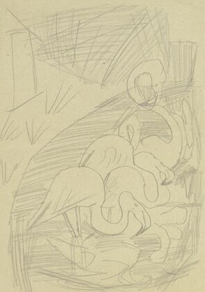 Flamingos
