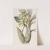 Flat-headed Catasetum by Sydenham Edwards