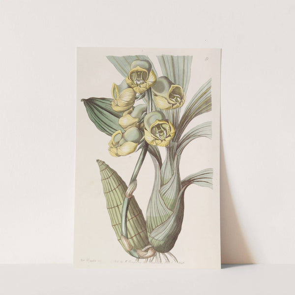 Flat-headed Catasetum by Sydenham Edwards