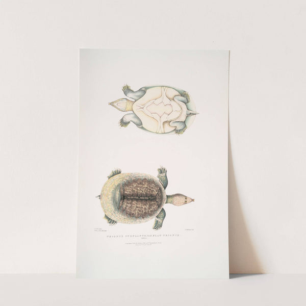 Flat Trionyx, Tryonix subplanus. (1830-1834) by John Edward Gray