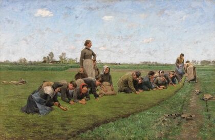 Flaxweeding in Flanders