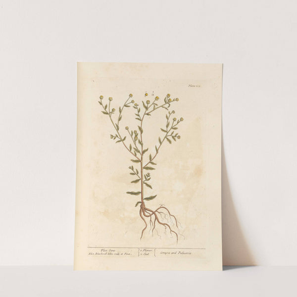 Flea-bane by Elizabeth Blackwell