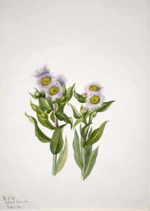 Fleabane (Erigeron macranthus) (1938)