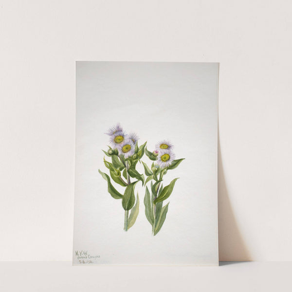 Fleabane (Erigeron macranthus) (1938) by Mary Vaux Walcott