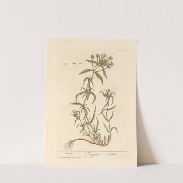 Fleawort by Elizabeth Blackwell