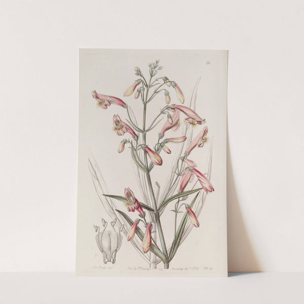 Flesh-coloured Bearded Pentstemon by Sydenham Edwards