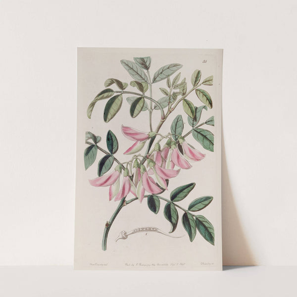 Flesh-coloured Glory Pea by Sydenham Edwards