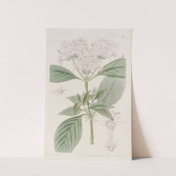Flesh-coloured Pentas by Sydenham Edwards