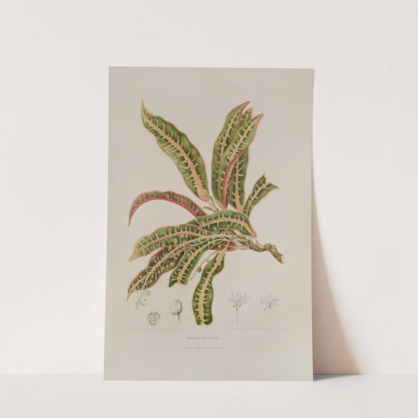 Fleurs, fruits et feuillages choisis de l'ille de Java Pl.01 by Berthe Hoola van Nooten