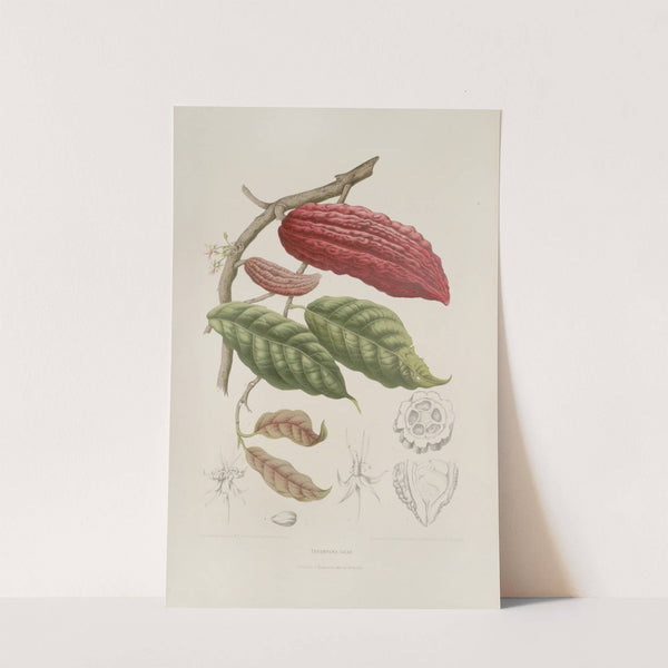 Fleurs, fruits et feuillages choisis de l'ille de Java Pl.04 by Berthe Hoola van Nooten