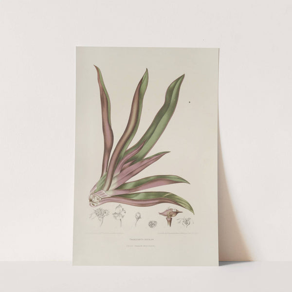 Fleurs, fruits et feuillages choisis de l'ille de Java Pl.05 by Berthe Hoola van Nooten