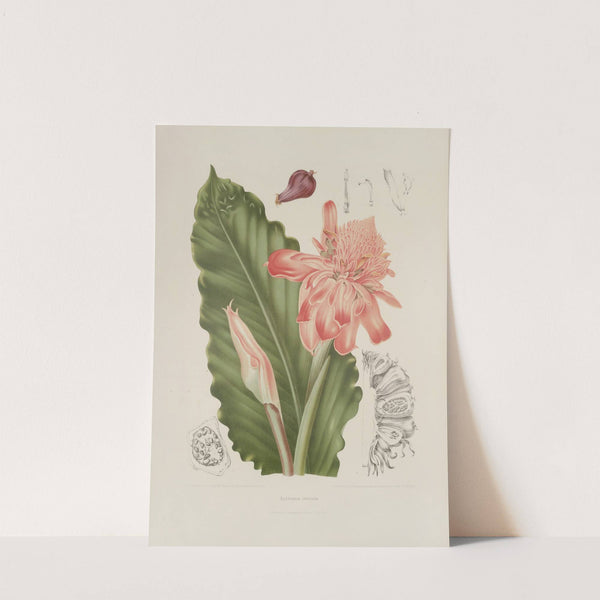 Fleurs, fruits et feuillages choisis de l'ille de Java Pl.06 by Berthe Hoola van Nooten