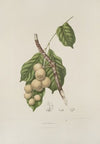 Fleurs, fruits et feuillages choisis de l’ille de Java Pl.08