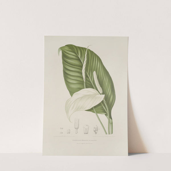 Fleurs, fruits et feuillages choisis de l'ille de Java Pl.14 by Berthe Hoola van Nooten